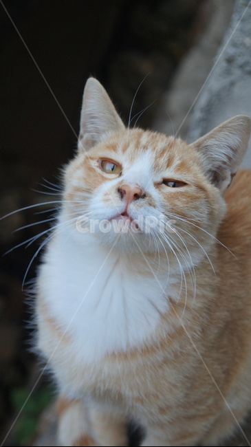 고양이,길고양이,치즈태비,길냥이,숏컷,동물,animal,포유류,mammal,고양이,cat,kitten,kitty