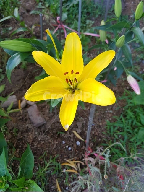 꽃,한송이꽃,나리꽃,노랑,yellow,flower,garden,길꽃,예쁜꽃,가든,노란꽃,백합,순수,lily,아름다움