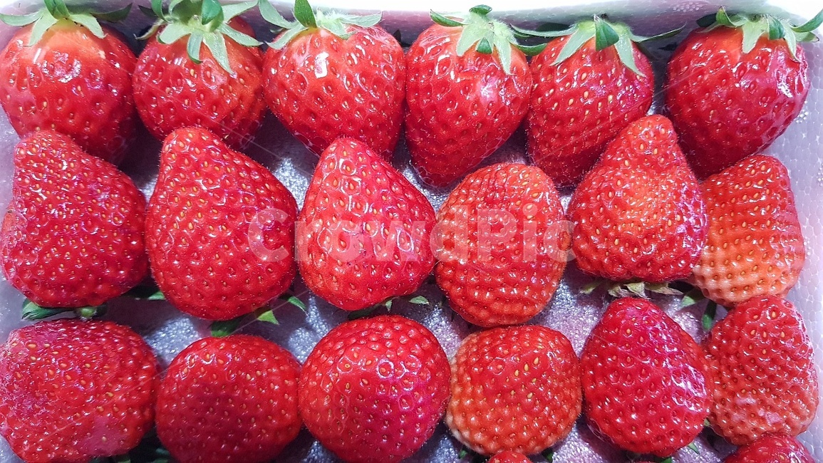 strawberry,딸기,fruit,과일,food