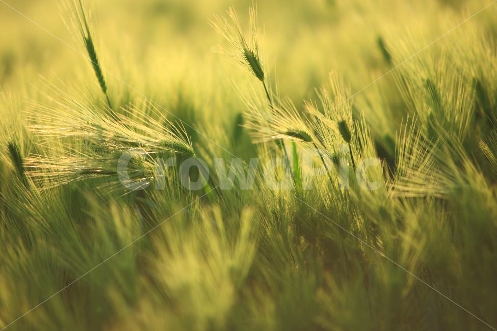 봄,보리,청보리,햇살,배경,풍경,식물,자연,식물,자연,plants,nature,감성,sensible,feeling