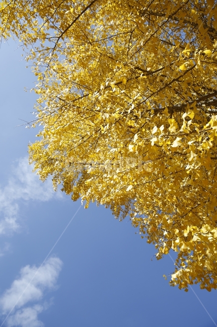 가을,낙엽,가을사진,단풍,은행,하늘,풍경,풍경사진,감성사진,감성,landscape,단풍놀이,출사,가을,계절,fall,autumn,season,식물,자연,plants,nature