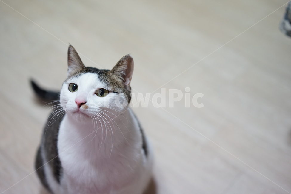 고양이,애완동물,코리안숏헤어,야옹이,동물,포유류,동물,animal,포유류,mammal,고양이,cat,kitten,kitty