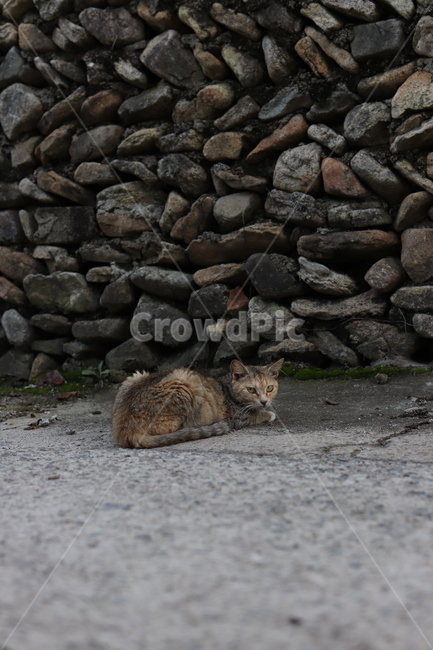 고양이,돌담,담장,길고양이,시골,cat,동물,animal,야옹,roadcat,동물,animal,포유류,mammal,고양이,cat,kitten,kitty