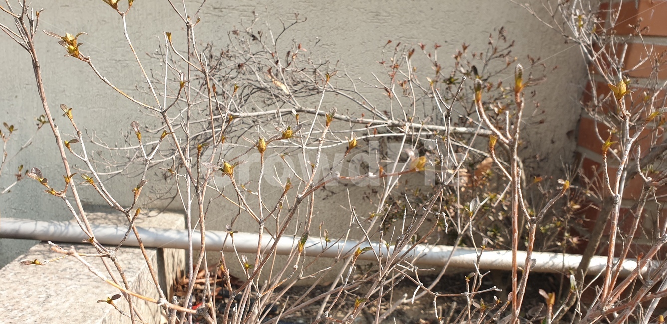 봄,개나리,봉오리,꽃,노란,가지,봄,계절,spring,season,식물,자연,plants,nature,꽃,flower