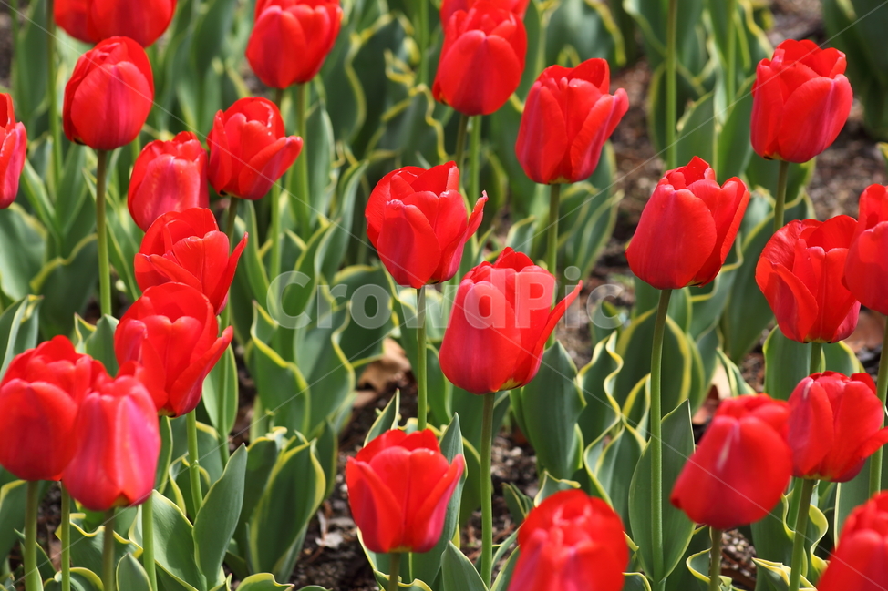 튤립,구근초,백합과,봄,tulip