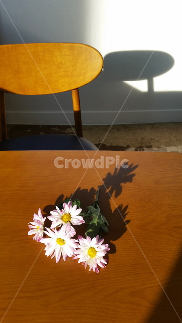 그림자,테이블,꽃그림자,국화,들꽃,가을,flower,흰꽃,하얀꽃,whiteflower,fall,wildflower,chrysanthemum,autumn,shadow,table,flowershadow,tableshadow,chair,light,sunlight
