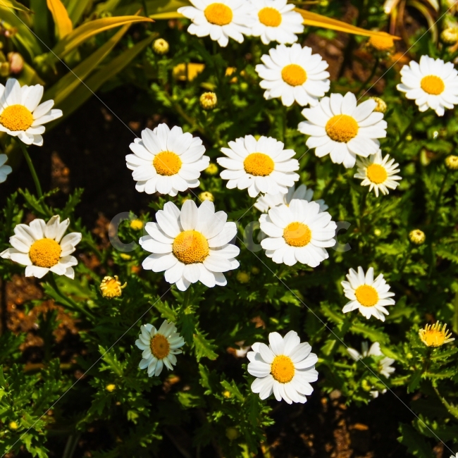 공원,꽃,봄,봄꽃,푸름,맑음,식물,자연,plants,nature,감성,sensible,feeling,봄,계절,spring,season,꽃,flower,plant,blossom,daisy,데이지,daisies