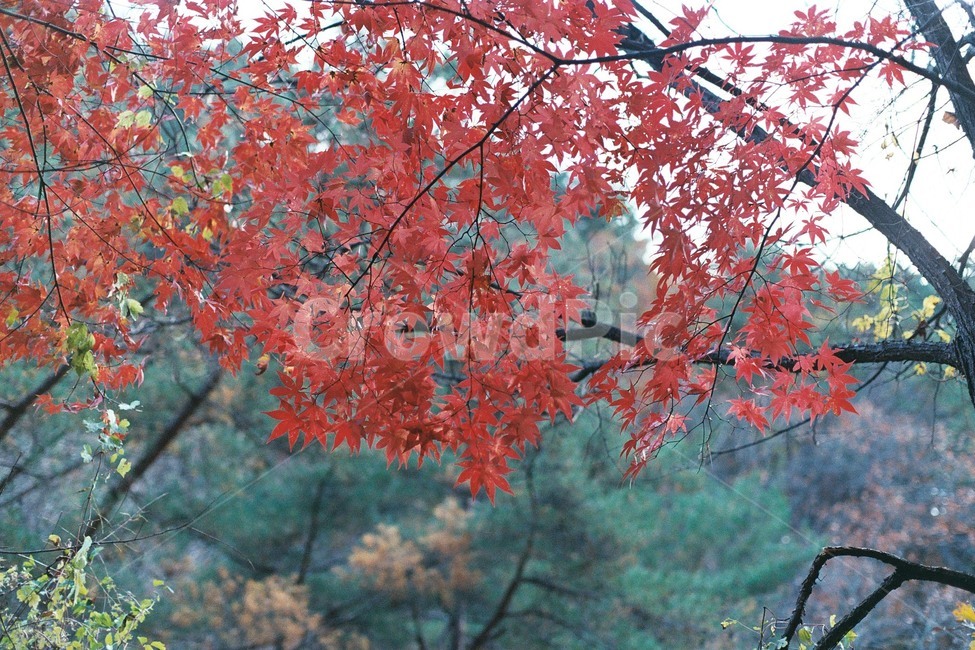 산정호수,명성산,가을,단풍,풍경,가을,계절,fall,autumn,season,식물,자연,plants,nature,plant,leaf,잎,tree,나무,maple