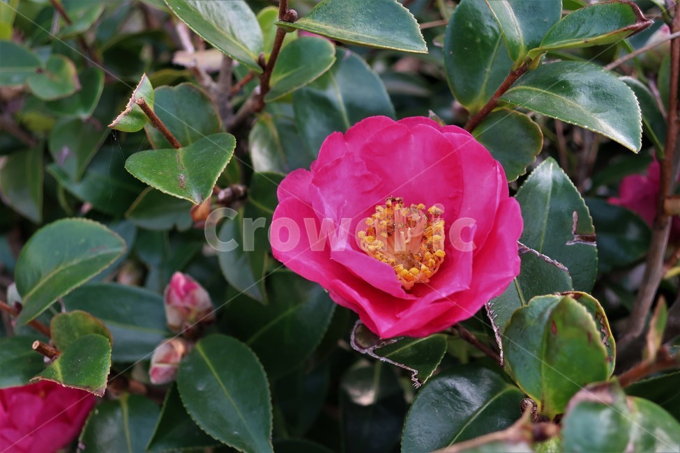 동백섬,동백,동백꽃,동백나무,식물,겨울,꽃송이,빨강,식물,자연,plants,nature,꽃,flower
