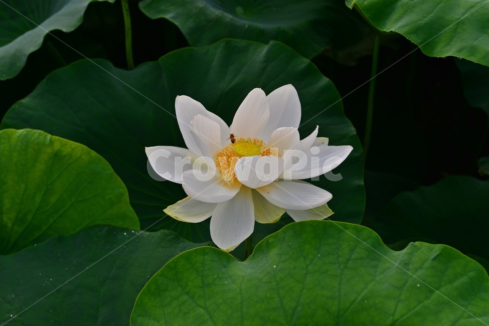 plant,식물,blossom,flower,꽃,수련,연꽃,백련,식물,자연,plants,nature,꽃,flower
