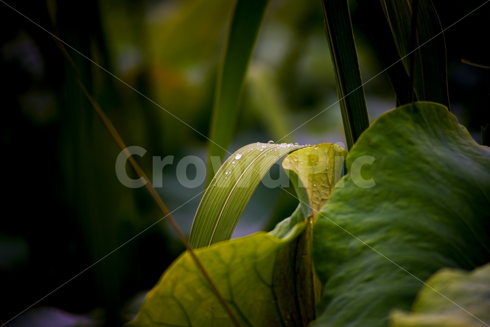 이슬,풀,식물,자연,비,식물,자연,plants,nature