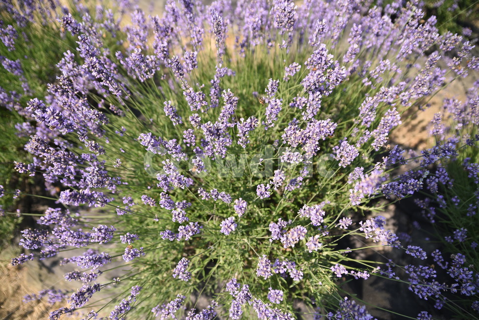 꽃,flower,식물,라벤더,사라실,식물,자연,plants,nature,꽃,flower