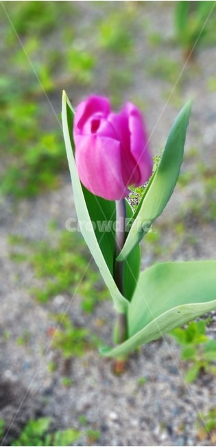 꽃,튤립,보라꽃,자연,식물,flower,nature,green,purple,식물,자연,plants,nature,꽃,flower