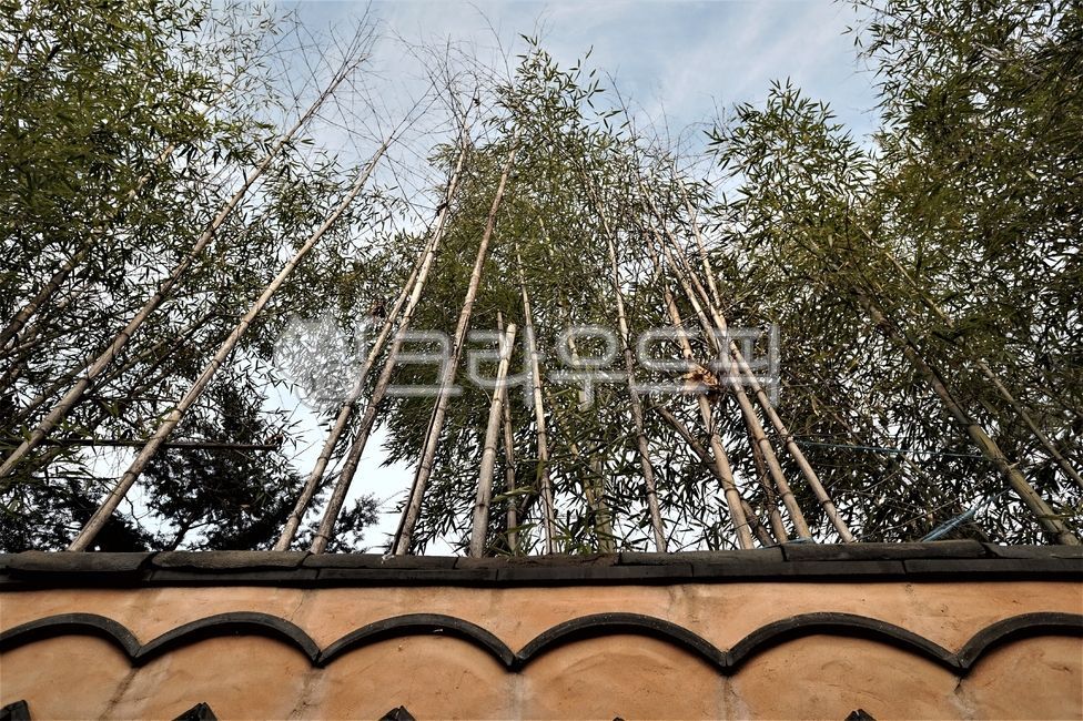 sky,bamboo,cloud,nature,Todam,mud wall,tree,tile,winter sky