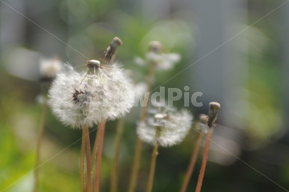 꽃,flower,봄,spring,민들레,홑씨