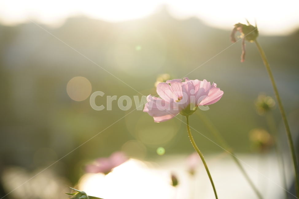 꽃,가을,계절,생명,생물,플라워,flower,코스모스,plant,식물,가을,계절,fall,autumn,season,식물,자연,plants,nature,꽃,flower