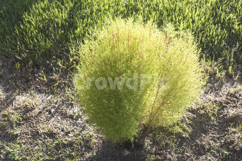 댑싸리,코키아,그린,녹색,식물,자연,가을,햇살,식물,자연,plants,nature
