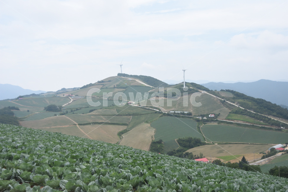 강원도,안반데기,배추,고랭지,초록,자연,풍경,nature,landscape,한국자연풍경,한국자연경관,korea nature landscape,outdoors,옥외,hill,언덕