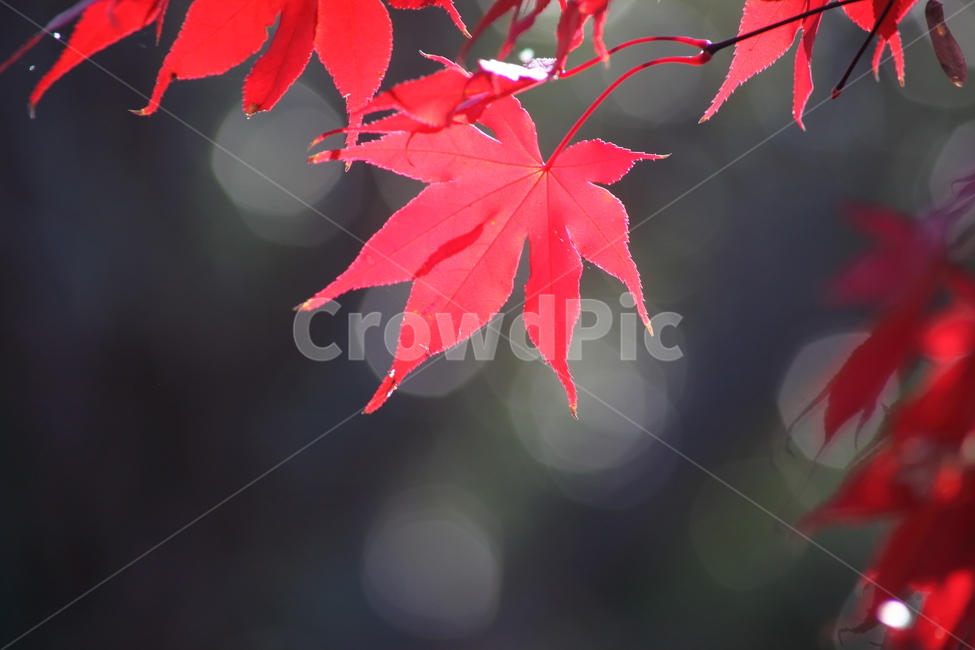 단풍,단풍나무,엽록소,가을,redleaves,가을,계절,fall,autumn,season,plant,식물,leaf,잎,tree,나무