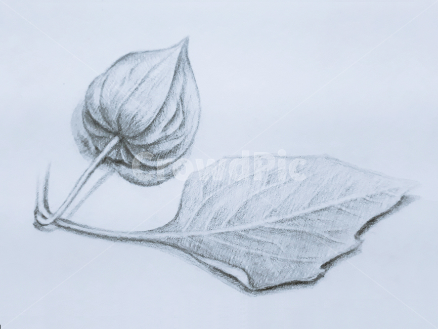 꽈리,스케치,leaf,잎,plant,식물,art,미술,drawing,그림,데생,드로잉