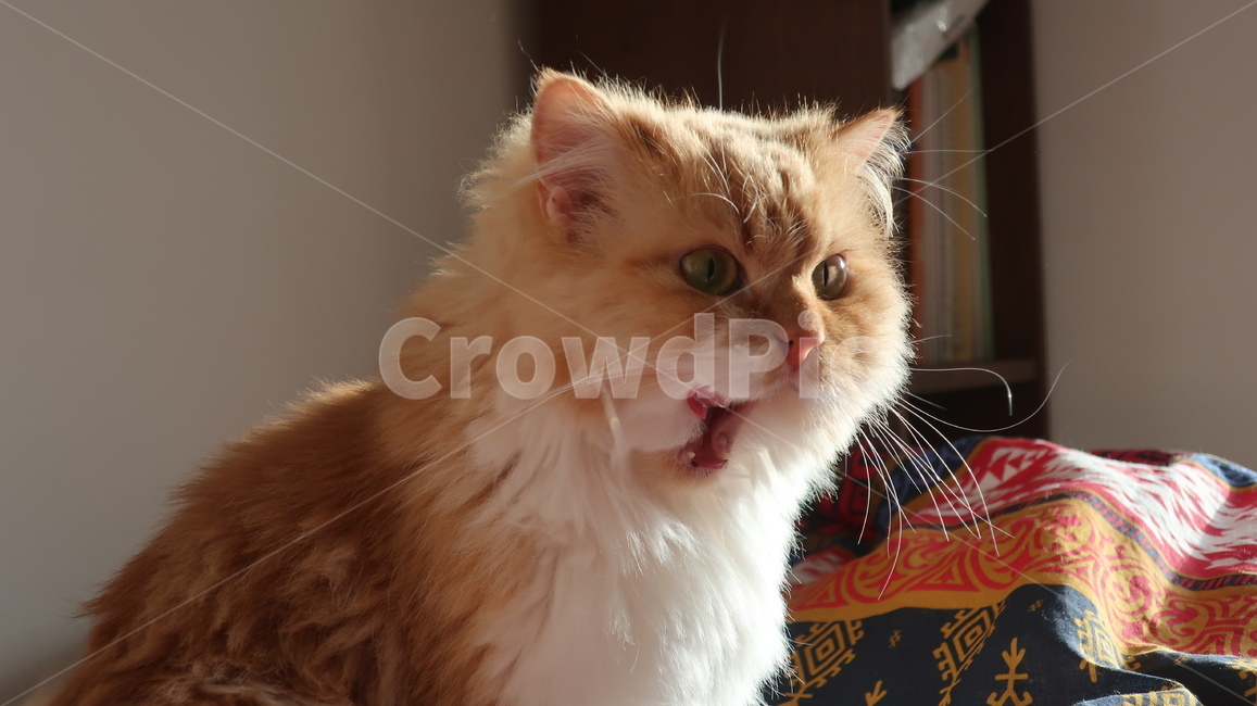 아기고양이,고양이,페르시안,노란고양이,치즈고양이,페르시안친칠라,귀여운,반려동물,애완동물,cat,kitten,kitty,포유류,자연,동물,animal,mammal,반려묘,페르시안고양이,품종묘,동물,animal,포유류,mammal,고양이,cat,kitten,kitty