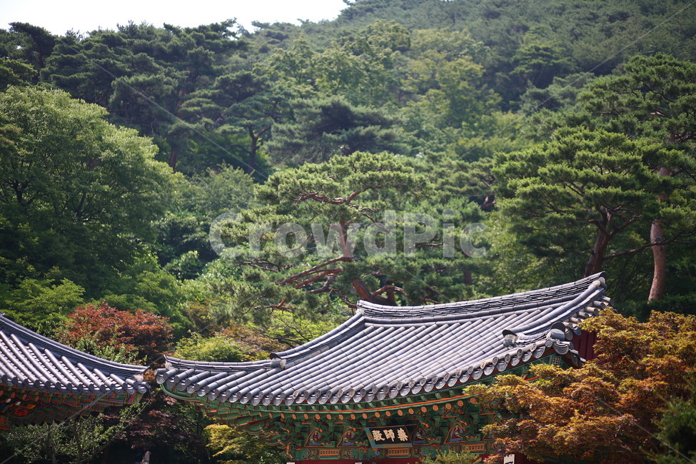 절,건물,자연,풍경,temple,한국전통,한국문화,korean traditional,korean culture,식물,자연,plants,nature,나무,trees,wood