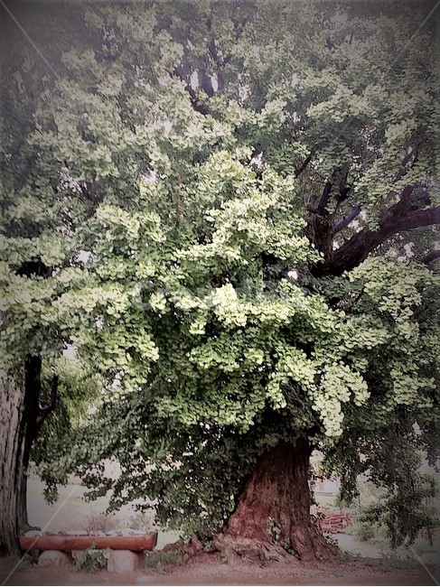 나무,경주,양동마을,거대한나무,감성,tree,big,nature,자연,풍경,휴식,힐링,rest,healing,country,식물,벤치