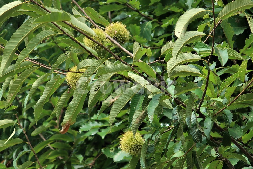 가을,밤,밤송이,밤나무,가시,알밤,나무,열매,자연,특산물,수확,가을,계절,fall,autumn,season,식물,자연,plants,nature,과일,열매,fruit,plant,leaf,잎