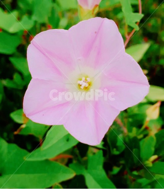 꽃,식물,자연,핑크,나팔꽃,한송이,flower,pink,spring,봄,식물,자연,plants,nature,꽃,flower