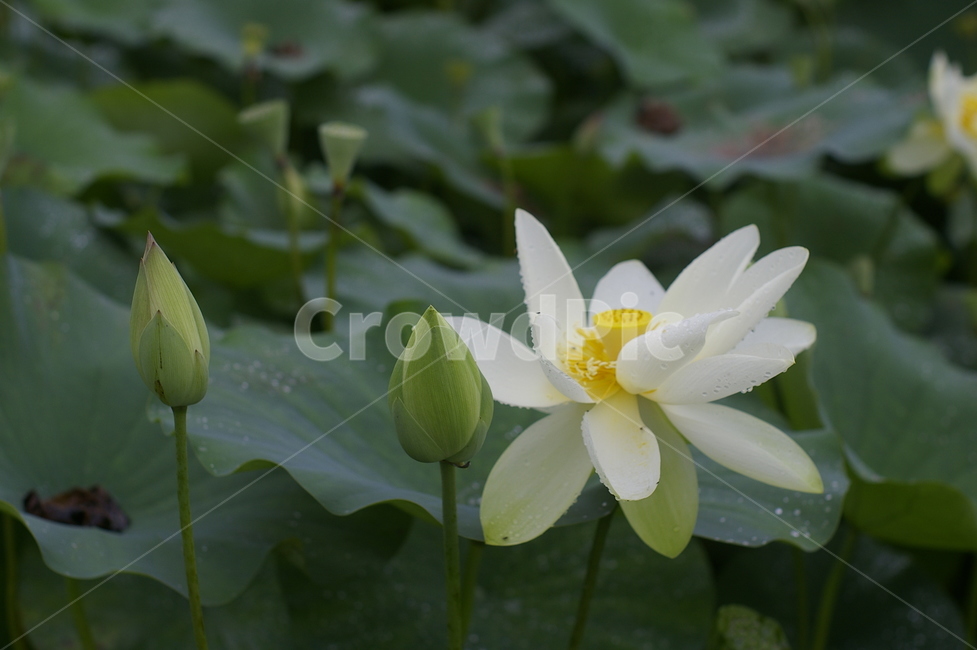 연꽃,수련,불교,부처님,힌연꽃