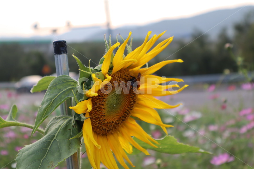 plant,식물,blossom,flower,꽃,식물,자연,plants,nature,꽃,flower