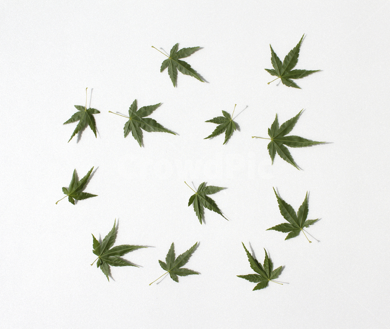 잎사귀,잎,이파리,단풍,나뭇잎,녹색,그린,초록색,흰배경,자연,식물,클로즈업,단풍잎,탑,탑뷰,탑앵글,식물,자연,plants,nature
