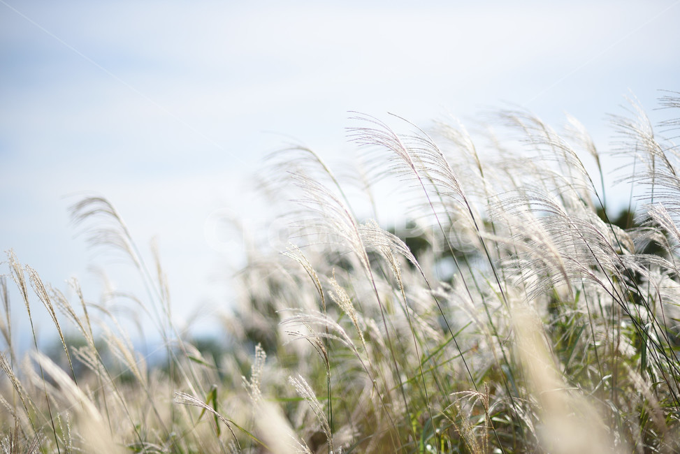 억새,식물,자연,풍경,갈대,가을,계절,fall,autumn,season,식물,자연,plants,nature,grass,잔디,plant,lawn