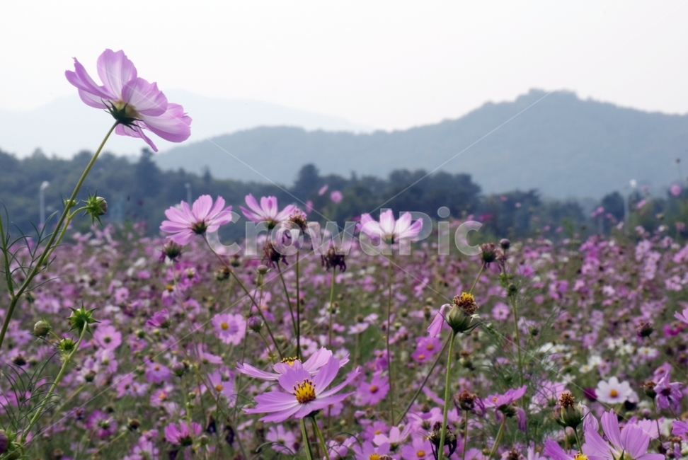 plant,식물,flower,blossom,꽃,daisies,daisy,가을,계절,fall,autumn,season