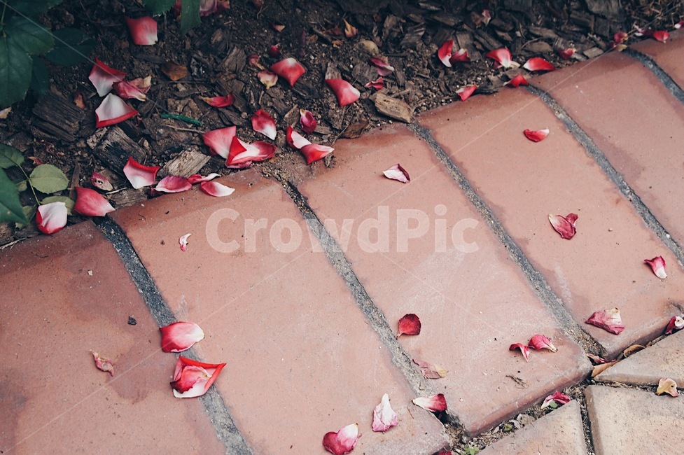 꽃,꽃잎,감성,식물,자연,꽃,flower
