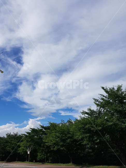 하늘,sky,cloud,구름,나무,tree,outdoor,옥외,날씨,weather