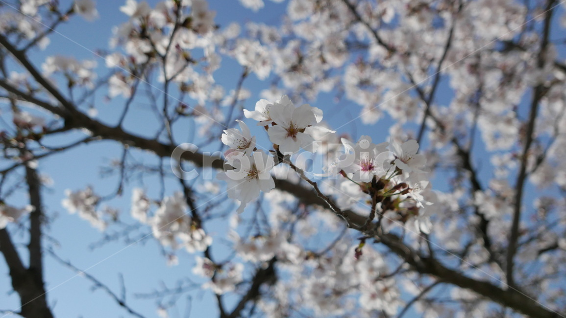 봄,벚꽃,꽃송이,하늘,감성,flower,blossom,spring