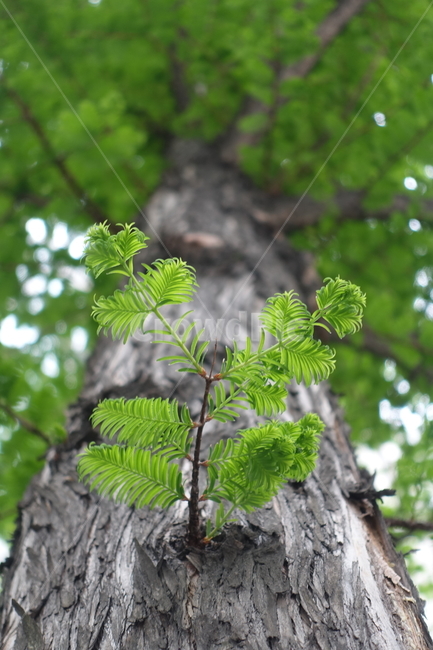 나무,초록,봄,새로움,녹색,파릇,식물,자연,plants,nature