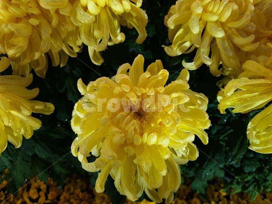 식물,plant,꽃,노란꽃,국화,식물,자연,plants,nature,꽃,flower