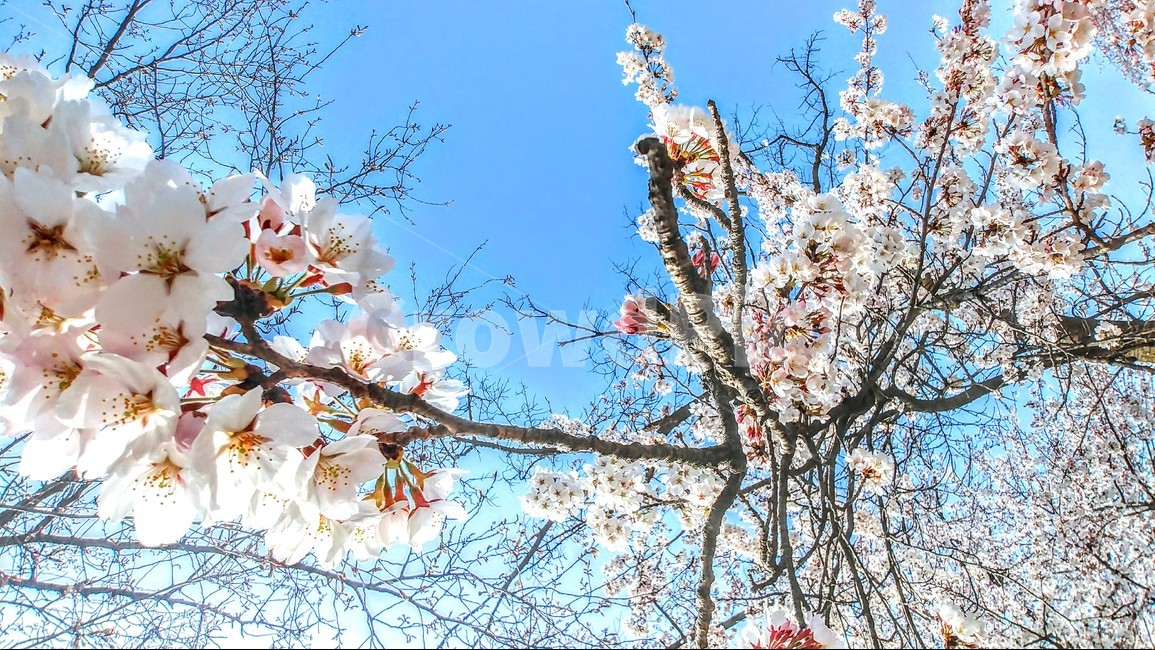 꽃,벚꽃,하늘,배경,풍경,자연,봄,계절,spring,season,식물,자연,plants,nature,꽃,flower,plant,blossom,cherry blossom
