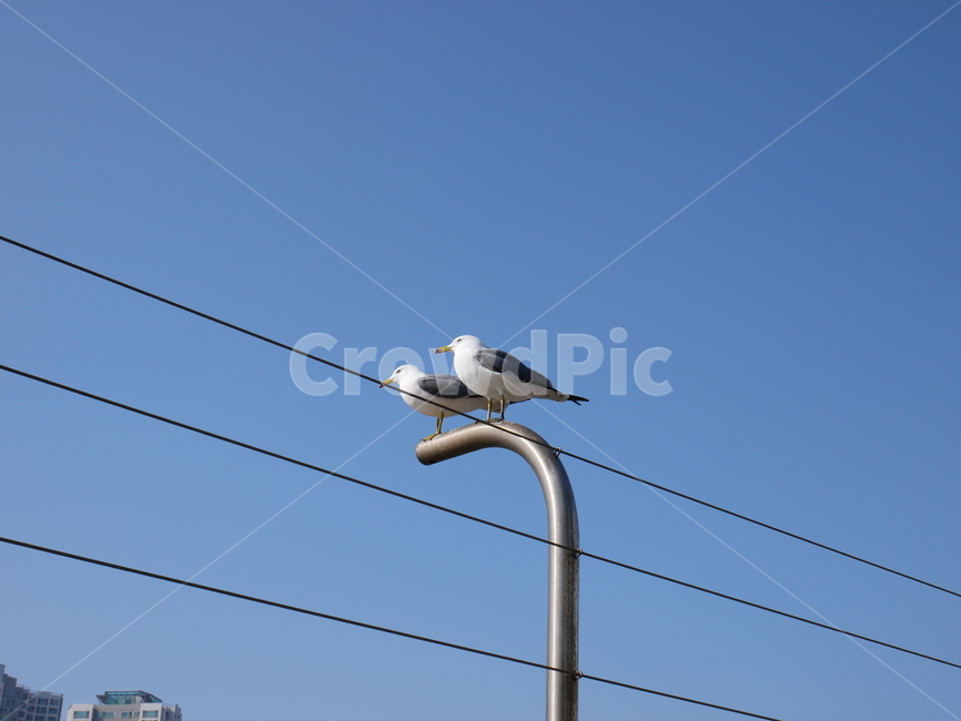 갈매기,바다,하늘,배경,새,동물,animal,조류,새,birds