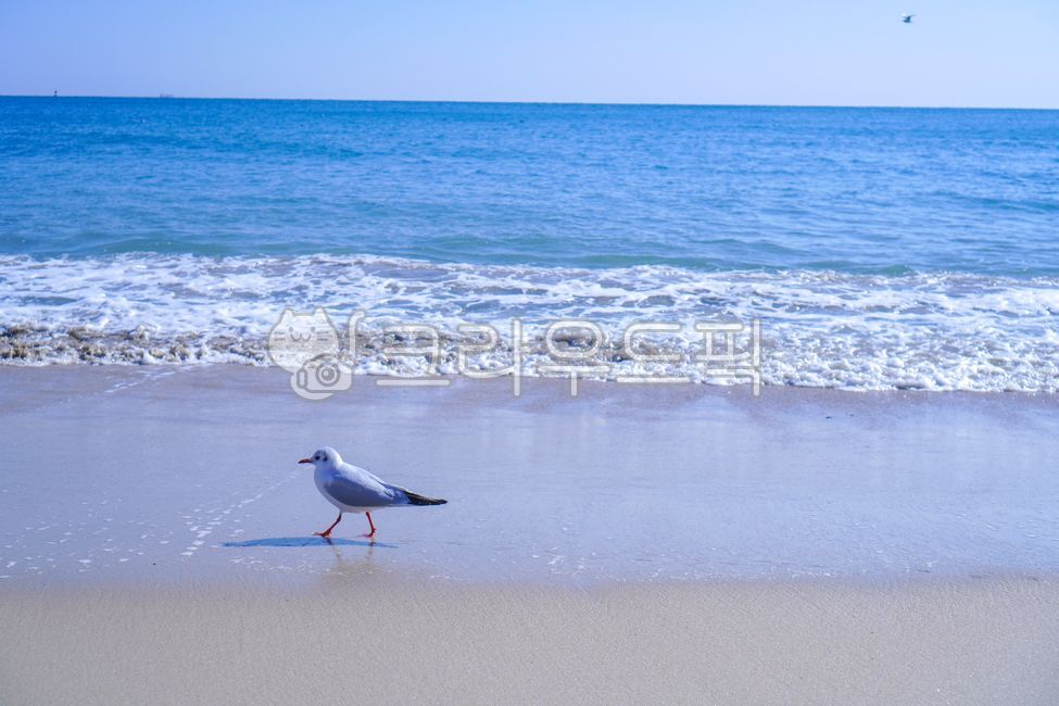 부산,부산바다,해운대,해운대해수욕장,여름,낮,갈매기,바다,해수욕장,파도,물결,파랑,물,sea,water,summer,busan,blue,seagull,bird,새,beach,해안,해변,nature,자연,감성,감성사진,제주바다,한국자연풍경,한국자연경관,koreanature,landscape