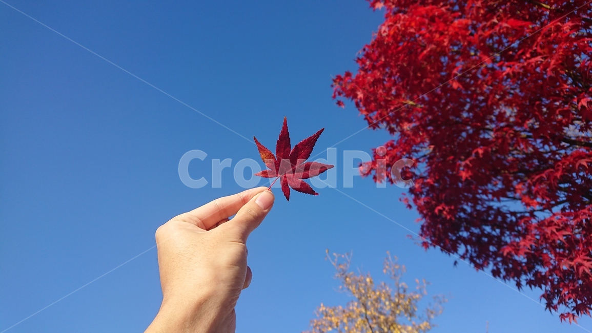 가을,단풍,푸른하늘,가을하늘,빨간단풍,가을,계절,fall,autumn,season,plant,식물,leaf,잎,tree,나무