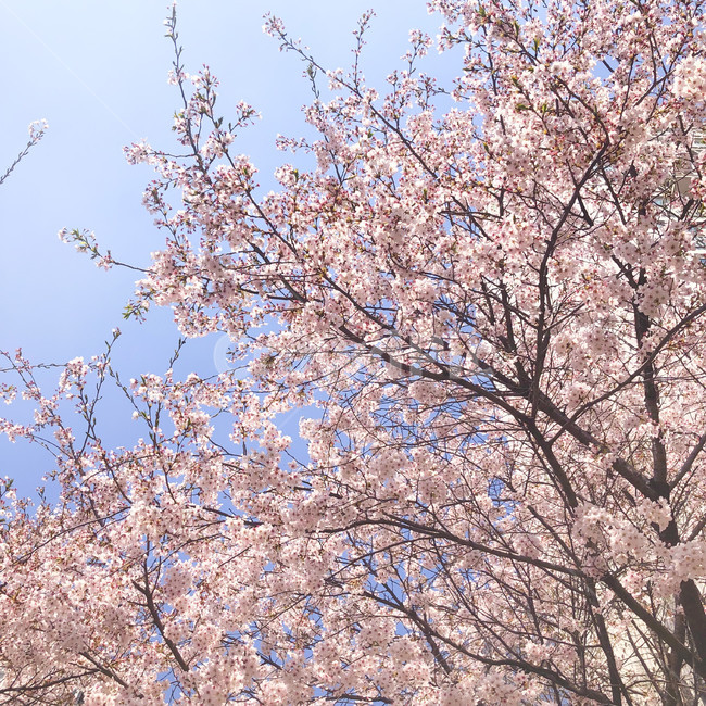 봄,화사,벚꽃,체리블라썸,핑크