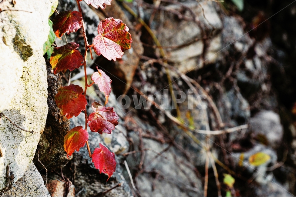 담쟁이,빨강,자연,fallenleaves,red,leaves,계절,season,담쟁이넝쿨,담쟁이덩굴,덩굴식물,가을,단풍,담벼락,식물,만추,autumn,fall,넌출성식물,아이비,ivy,돌담,시골,븕은잎,가을,계절,fall,autumn,season,leaf,잎,plant