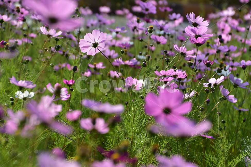 배경,아름다운,자연,꽃,가을,공원,background,beautiful,nature,flower,autumn,park,가을,계절,fall,autumn,season,식물,자연,plants,nature,꽃,flower,blossom,geranium,제라늄,plant