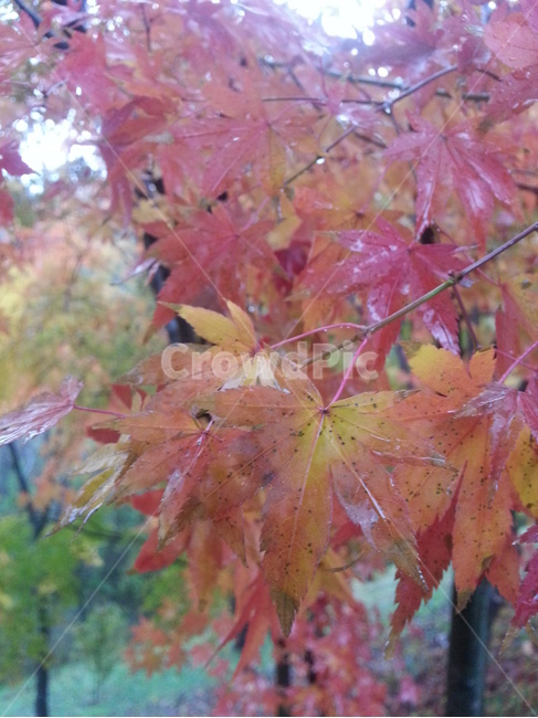 가을,단풍,분위기,비오는날,비,계절,감성사진,대구수목원,색감,색채,식물,자연,힐링