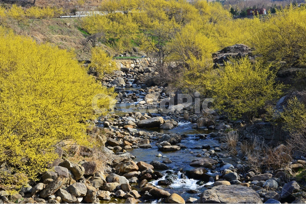 전남,구례,산동,산수유마을,산동산수유마을,산수유,산수유꽃,봄꽃,봄,계절,노랑꽃,mountain,산,mountainrange,산맥,nature,자연,outdoors,옥외,water,물,자연,풍경,nature,landscape