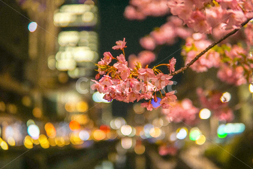 벚꽃,야경,일본,도쿄,봄,야경,밤,풍경,nightscape,night,landscape,도시,city,식물,자연,plants,nature,꽃,flower,감성,sensible,feeling