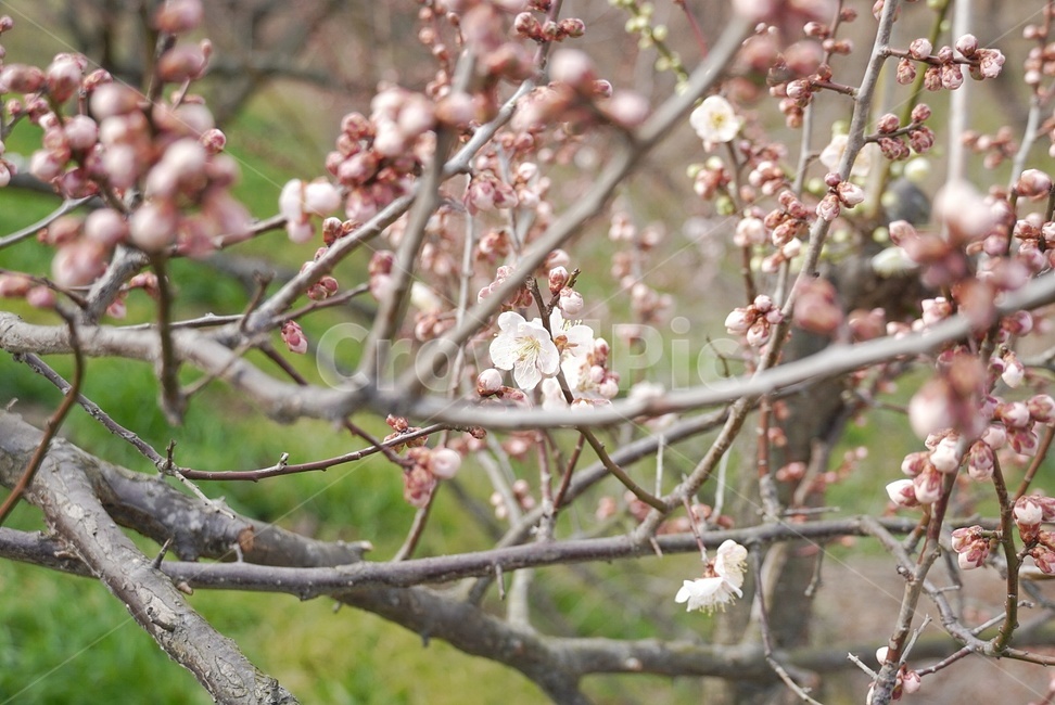 홍매화,매화,꽃,봄,식물,식물,자연,plants,nature,꽃,flower